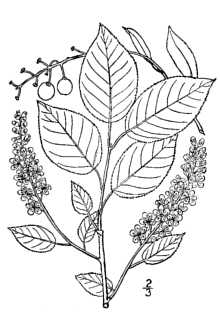 <i>Prunus virginiana</i> L. ssp. melanocarpa (A. Nelson) Roy L. Taylor & MacBryde