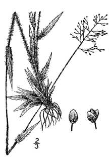 <i>Panicum acuminatum</i> Sw. var. unciphyllum (Trin.) Lelong