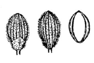<i>Panicum meridionale</i> Ashe var. albemarlense (Ashe) Fernald