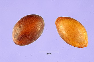 <i>Cercidium microphyllum</i> (Torr.) Rose & I.M. Johnst.