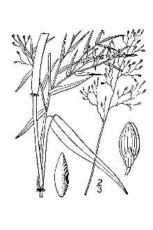 <i>Panicum dichotomum</i> L. var. yadkinense (Ashe) Lelong