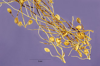 <i>Dichanthelium dichotomum</i> (L.) Gould ssp. mattamuskeetense (Ashe) Freckmann & Lelong