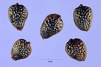<i>Tacsonia mollissima</i> Kunth
