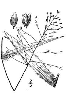 <i>Dichanthelium commutatum</i> (Schult.) Gould var. ashei (Pearson ex Ashe) Mohlenbr.