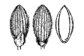 <i>Dichanthelium commutatum</i> (Schult.) Gould var. ashei (Pearson ex Ashe) Mohlenbr.