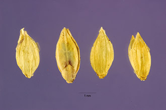 <i>Panicum purpurascens</i> Raddi