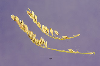 <i>Brachiaria purpurascens</i> (Raddi) Henr.