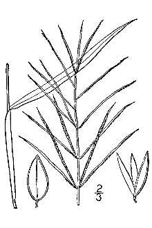 <i>Paspalum repens</i> P.J. Bergius var. fluitans (Elliott) Wipff & S.D. Jones