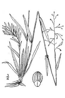 <i>Panicum lancearium</i> Trin.