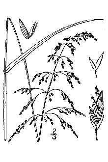 <i>Glyceria striata</i> (Lam.) Hitchc. ssp. stricta (Scribn.) Hultén