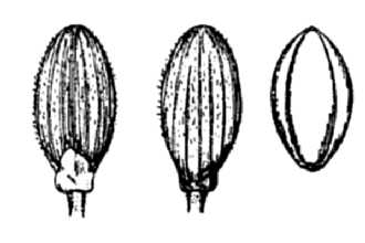 <i>Panicum dichotomum</i> L. var. clutei (Nash) C.F. Reed