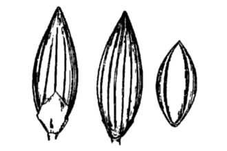 <i>Dichanthelium dichotomum</i> (L.) Gould var. ramylosum (Torr.) R. LeBlond
