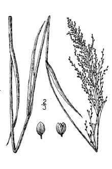 <i>Panicum paucipilum</i> Nash