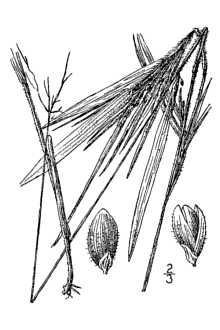 Heller's Rosette Grass