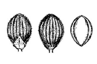 <i>Panicum heterophyllum</i> Bosc ex Nees var. thinium (Hitchc. & Chase) F.T. Hubbard