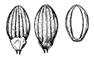 <i>Panicum aciculare</i> Desv. ex Poir. var. arenicoloides (Ashe) Beetle