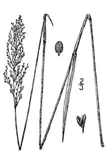 <i>Panicum nitidum</i> Lam. var. octonodum (Sm.) Scribn. & Merr.