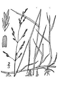 <i>Panicularia pallida</i> (Torr.) Kuntze