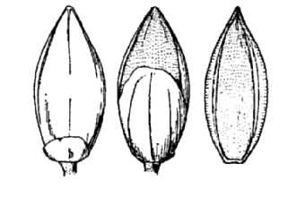 <i>Setaria germinata</i> (Forssk.) Veldkamp var. paludivaga (Hitchc. & Chase) R. Webster