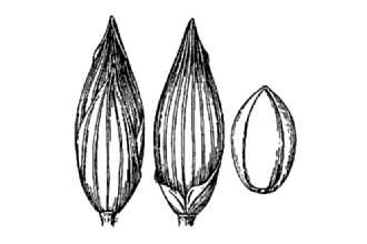 <i>Panicum capillare</i> L. var. hirticaule (J. Presl) Gould