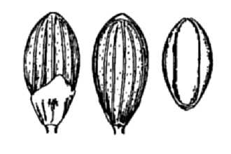 <i>Panicum lanuginosum</i> Elliott var. siccanum Hitchc. & Chase