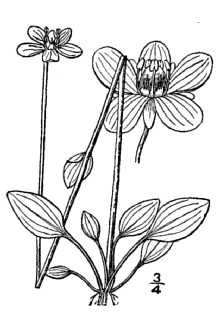 Smallflower Grass Of Parnassus