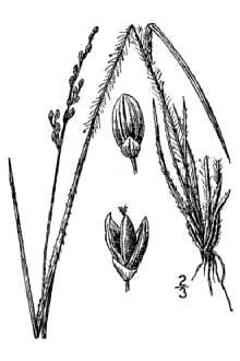 <i>Panicum strictum</i> Pursh var. linearifolium (Scribn. ex Nash) Farw.