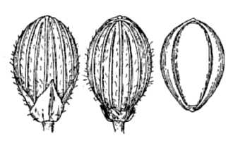 <i>Dichanthelium linearifolium</i> (Scribn. ex Nash) Gould var. werneri (Scribn.) Mohlenbr.