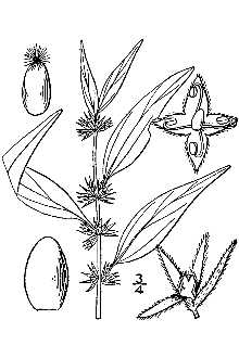 <i>Parietaria occidentalis</i> Rydb.