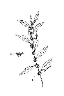 <i>Parietaria pensylvanica</i> Muhl. ex Willd. var. obtusa (Rydb. ex Small) Shinners