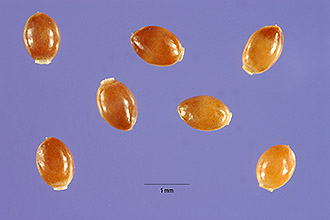 <i>Parietaria obtusa</i> Rydb. ex Small