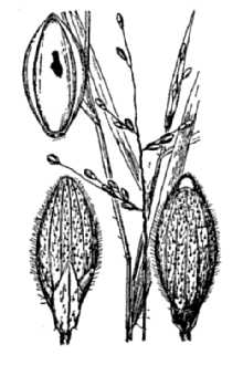 <i>Panicum pedicellatum</i> Vasey
