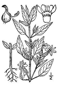 <i>Parsonsia petiolata</i> (L.) Rusby