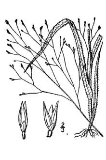 <i>Panicum capillare</i> L. var. sylvaticum Torr.