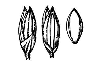 <i>Panicum philadelphicum</i> Bernh. ex Trin. var. tuckermanii (Fernald) Steyerm. & Schmoll