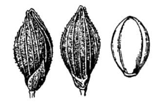<i>Panicum aciculare</i> Desv. ex Poir. var. angustifolium (Elliott) Wipff & S.D. Jones