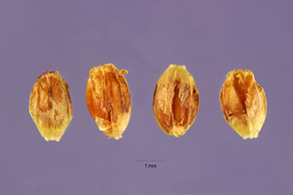 <i>Brachiaria platyphylla</i> (Munro ex C. Wright) Nash