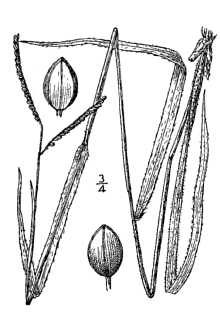 <i>Paspalum laeve</i> Michx. var. pilosum Scribn.
