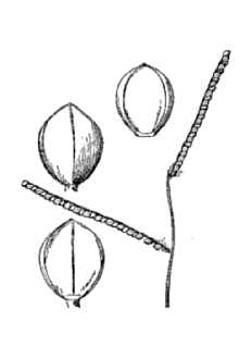 <i>Paspalum laeve</i> Michx. var. circulare (Nash) Stone