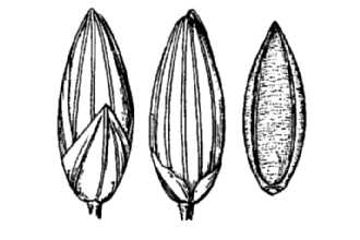 <i>Panicum bulbosum</i> Kunth var. minor Vasey