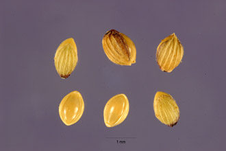 <i>Dichanthelium polyanthes</i> (Schult.) Mohlenbr.