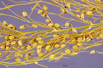 <i>Panicum microcarpon</i> Muhl. var. isophyllum Scribn.