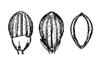 <i>Panicum acuminatum</i> Sw. var. columbianum (Scribn.) Lelong