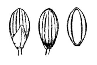 <i>Panicum dichotomum</i> L. var. glabrescens Griseb.