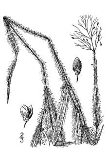 Whitehair Rosette Grass
