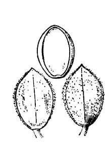 <i>Paspalum setaceum</i> Michx. var. psammophilum (Nash) D. Banks