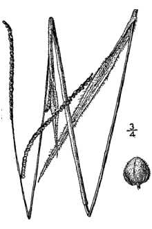 <i>Paspalum ciliatifolium</i> Michx.