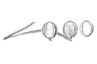 <i>Paspalum ciliatifolium</i> Michx. var. stramineum (Nash) Fernald