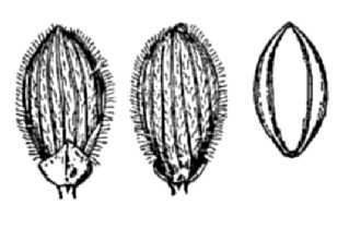 <i>Panicum acuminatum</i> Sw. var. villosissimum (Nash) C.F. Reed
