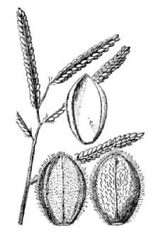 <i>Paspalum pubiflorum</i> Rupr. ex Fourn. var. glabrum Vasey ex Scribn.